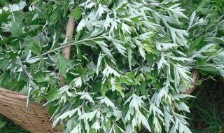 艾草怎样保存 艾草存放技巧