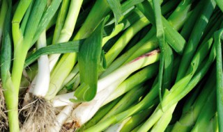 怎样保存蒜苗 如何保存蒜苗