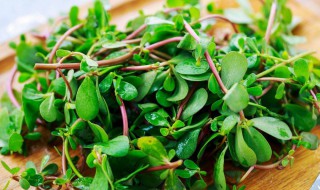 马齿苋怎样保存 如何保存马齿苋