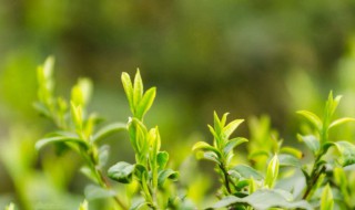 春季注意什么 春季注意什么有哪些