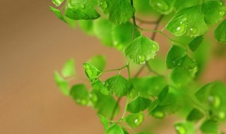 关于植物的成语 关于植物的成语介绍