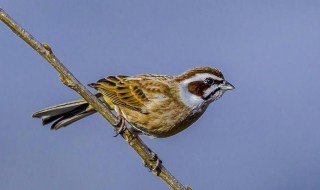 为什么不能养喜鹊 为什么养喜鹊不吉利