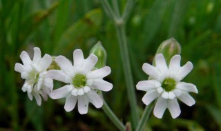关于石竹科植物 什么是石竹科植物