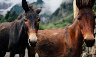 骡肉有什么营养和功效 骡肉的营养介绍