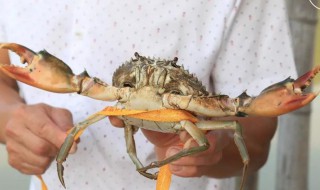 怎样储存螃蟹过冬 螃蟹冬天怎么储存