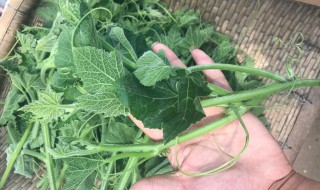 怎样储存南瓜藤 如何储存南瓜藤