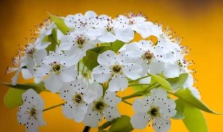 关于邂逅的幸福唯美句子 描写邂逅的句子有哪些