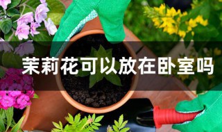 茉莉花可以放在卧室养吗 茉莉花可以放在卧室养吗有什么理由