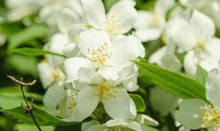 茉莉花寓意 茉莉花代表什么