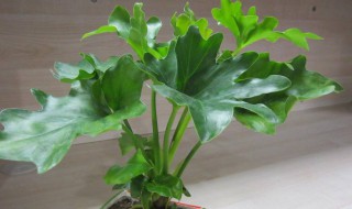 春芋的盆栽养护方法 关于春芋的盆栽养护方法介绍