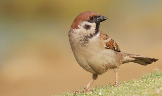 梦见麻雀是什么意思 梦见麻雀意思介绍