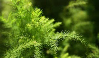 文竹的风水摆放位置 文竹怎么摆