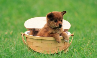 狗篮子什么意思 狗篮子如何解释