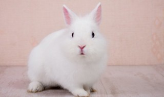 做梦梦见兔子是什么意思 做梦梦见兔子是啥意思