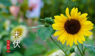 三伏天最适合去湿气 三伏天最适合去湿气的方法