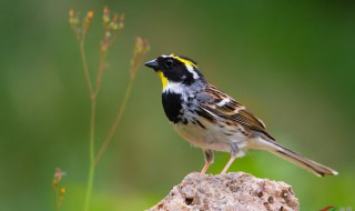 虎头凤怎么养 如何养殖虎头凤