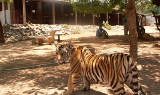 梦见被老虎追是什么意思 关于梦见被老虎追的意思