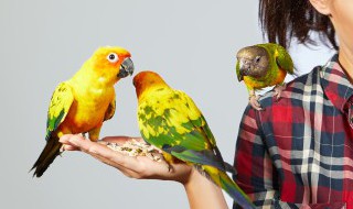 怎样储存鹦鹉的粮食 如何储存鹦鹉的粮食