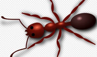 家里有小红蚂蚁怎么才能消灭掉 怎么才能消灭掉家里小红蚂蚁