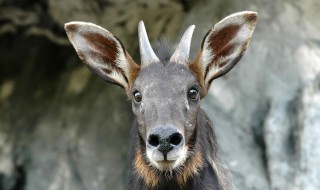 鬣羚的特点 关于鬣羚的特点