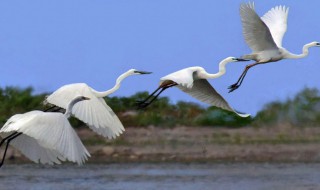 一行白鹭上青天的上青天是什么意思 一行白鹭上青天的上青天是啥意思
