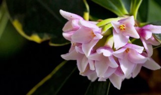 瑞香花的花语和寓意是什么 瑞香花介绍