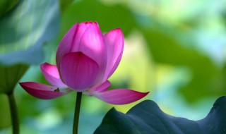 映日荷花别样红别样是什么意思 映日荷花别样红别样是啥意思