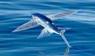 会飞的动物有哪些 会飞的动物都有哪些