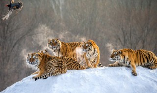 调虎离山计是什么意思 调虎离山计出自哪里