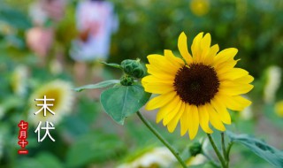 2021入伏时间表 2021入伏时间