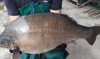 淡水鲈鱼和海水鲈鱼的区别 淡水鲈鱼和海水鲈鱼的区别是什么