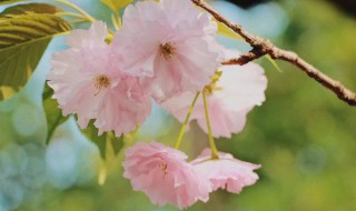 细枝末节是什么意思啊 细枝末节意思