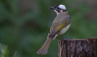 吃害虫的益鸟有哪些 吃害虫的益鸟介绍