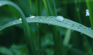 茁壮成长什么意思 茁壮成长的解释