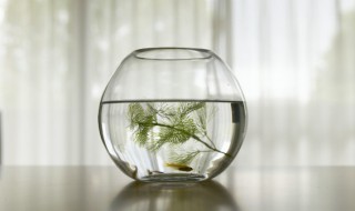 罗汉鱼灌苗方法 罗汉鱼灌苗方法是什么