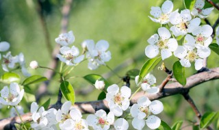 梨树控旺的正确方法 梨树控旺的正确方法是什么