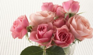 南阳市花是什么 南阳市花是啥