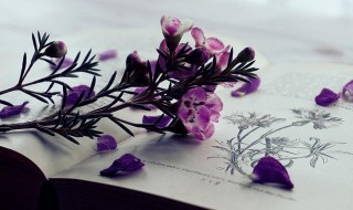 女孩聪慧美丽的名字 寄予美好希望的女孩名