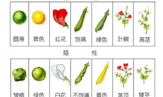 性状是什么意思 性状介绍