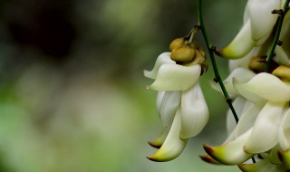 清远市花是什么 形状奇特的花朵