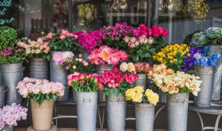 湘西市花是什么 湘西市花是什么花