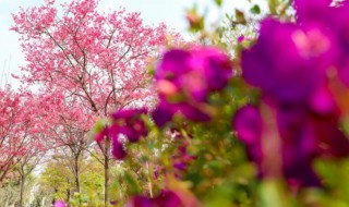 河源市花是什么 河源市花介绍