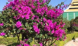 德宏市花是什么 德宏市花是什么花