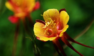 西宁市花是什么 哪些花是西宁市花