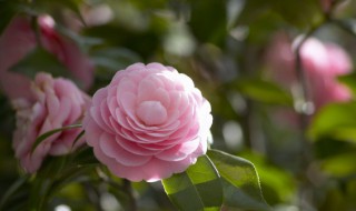 宝鸡市花是什么 宝鸡市花是什么花