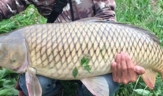 鲤鱼和草鱼的区别 关于鲤鱼和草鱼的区别