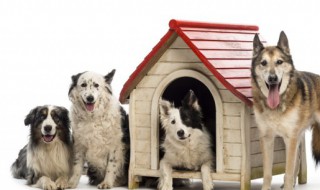 四条腿的动物有哪些 四条腿的动物有些什么