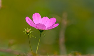 拉萨市花是什么 拉萨市花