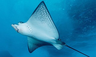 魔鬼鱼和鳐鱼的区别 魔鬼鱼和鳐鱼的区别简单介绍