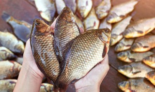 鲫鱼和鲤鱼的区别 鲫鱼和鲤鱼的区别简单介绍